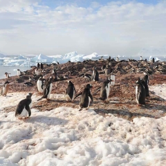 Gentoo Penguin Colony, Antarctica