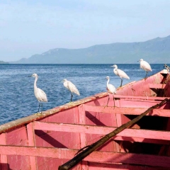 Lake Victoria, Kenya