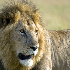 Lion, Kenya
